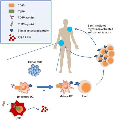 Targeted APC Activation in Cancer Immunotherapy to Enhance the Abscopal Effect